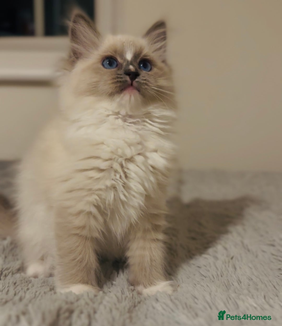Ragdoll cats for sale: 💙🐾Tica full Pedigree🐾EU Ragdoll 🐱🐾DNA Clear - Image 23