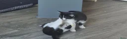 Mixed Breed cats for sale: Gorgeous mixed breed kittens READY NOW - Advert 10