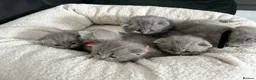 British Shorthair cats for sale: Gorgeous British shorthair kittens  - Advert 9