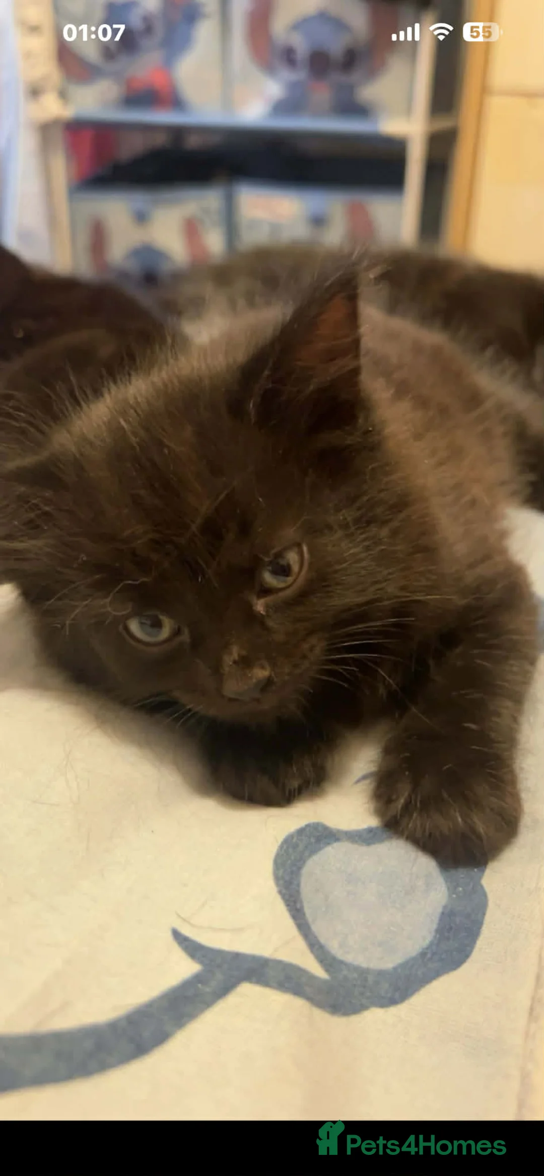 Mixed Breed cats for sale: 2 girls 2 boys - Advert 21