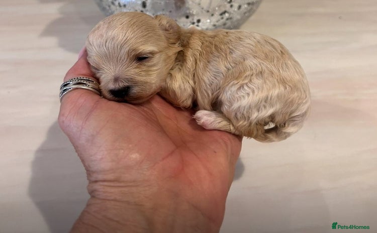 Maltipoo dogs - Advert 5
