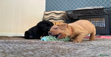 Labrador Retriever dogs - Advert 3