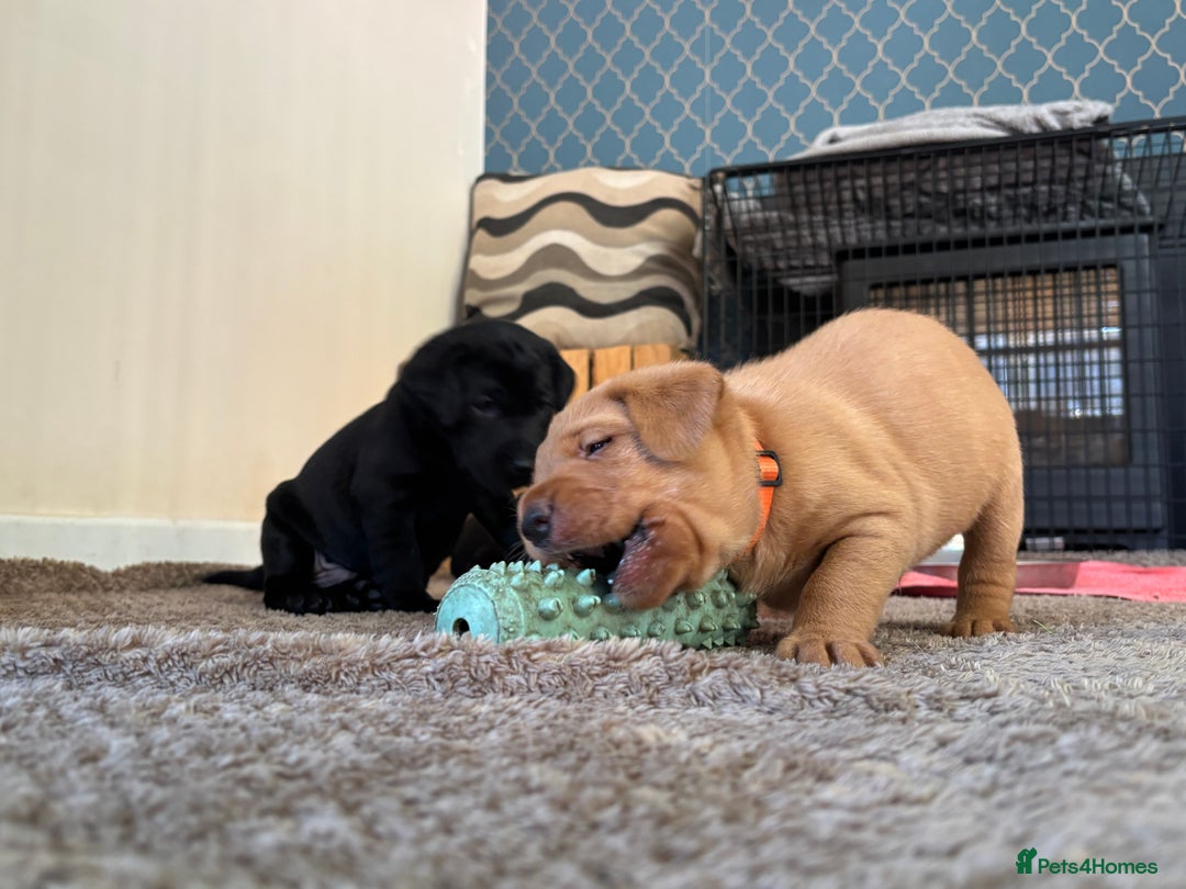 Labrador Retriever dogs for sale: KC registered Labrador pups - Image 2