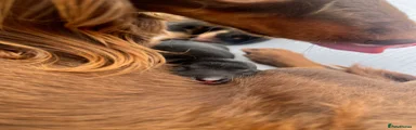 Miniature Dachshund 3
