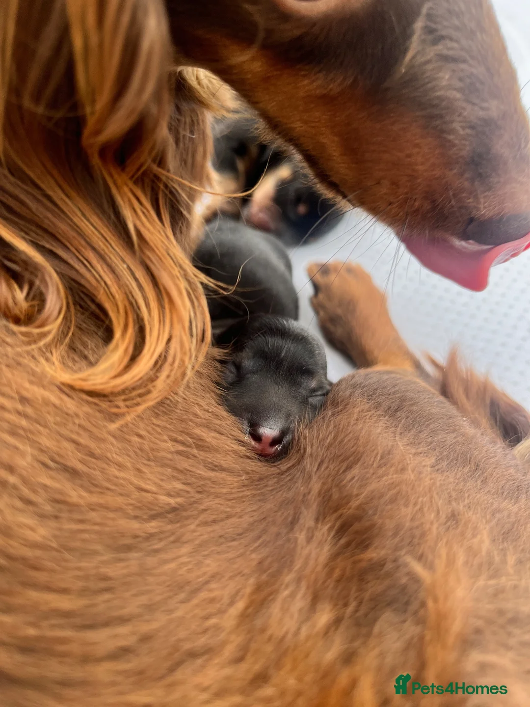 Miniature Dachshund dogs for sale: Miniature dachshund puppies for sale - Advert 7