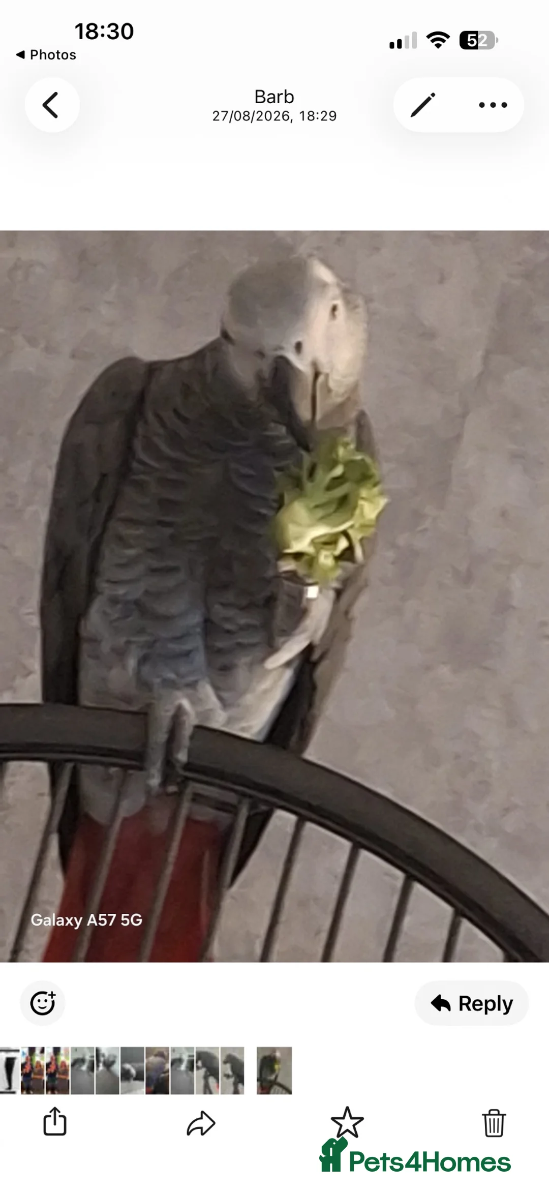 Parrots birds for sale: African grey parrot  in Brierley Hill - Advert 2