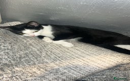 Bombay cats for sale: 4 Kittens for sale  - Image 5
