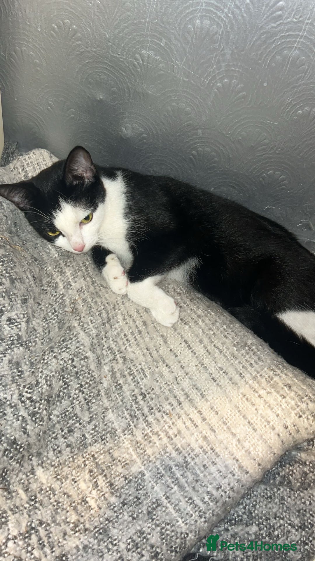 Bombay cats for sale: 4 Kittens for sale  - Image 5