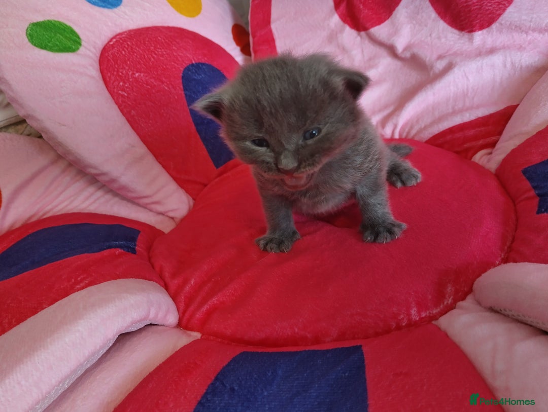 Mixed Breed cats for sale: 3 stunning kittens - Image 3