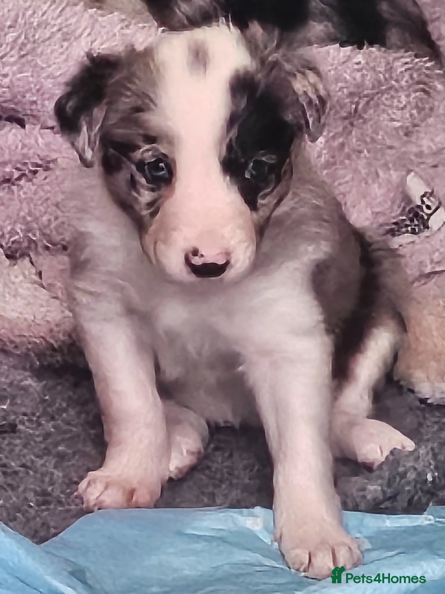 Border Collie dogs 🐾 Adorable Blue Merle Border Collie Puppies 🐾 - Advert 2