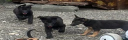 German Shepherd dogs for sale: Beautiful German Shepherd puppies  - Advert 4