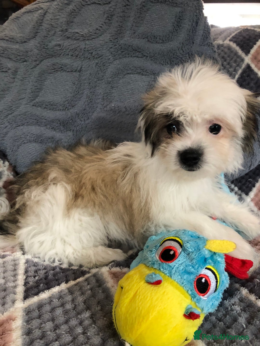 Mixed Breed dogs for sale: shihtzu x maltese  - Image 17