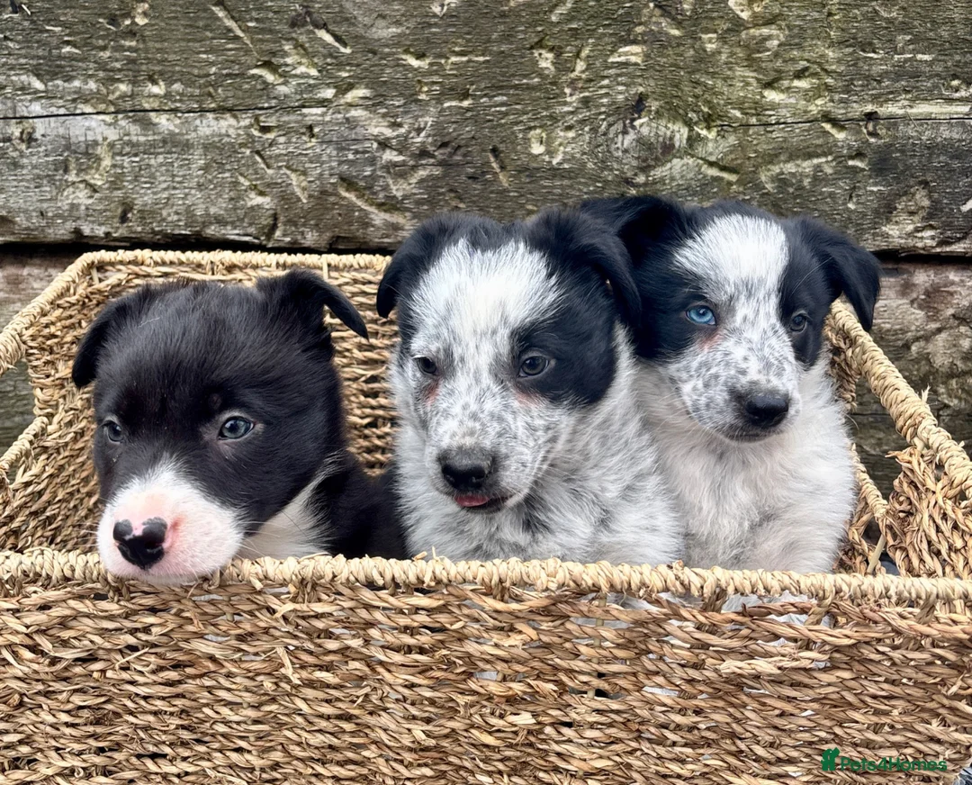 Border Collie dogs for sale: Border Collie Puppies - Advert 1