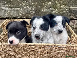 Border Collie dogs Border Collie Puppies - Advert 3
