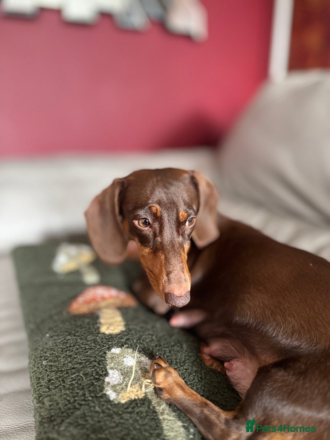 Miniature Dachshund dogs for sale: READY NOW Stunning miniature dachshund pups in Mirfield - Image 15