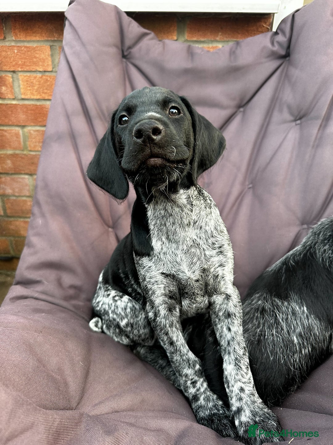 German Wirehaired Pointer dogs for sale: Sweet natured German Wirehaired Pointer boy  - Image 5
