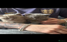 British Shorthair cats for sale: British Shorthair kittens Lilac & Blue  - Image 5