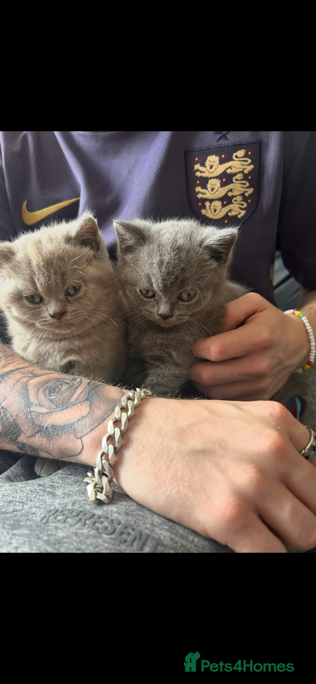 British Shorthair cats for sale: British Shorthair kittens Lilac & Blue  - Image 5