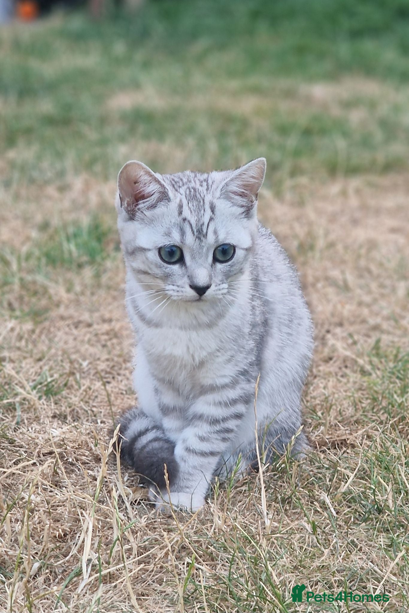 Scottish Fold cats Last kitten  - Advert 13
