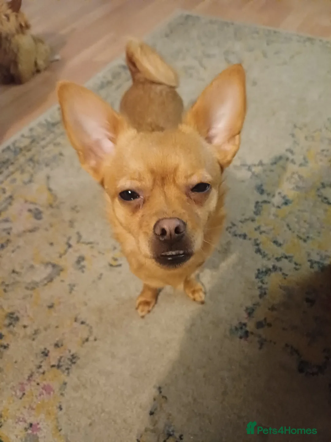 Mixed Breed dogs for sale: Nala is looking for her forever home  - Advert 2