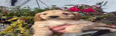 Cockapoo 2