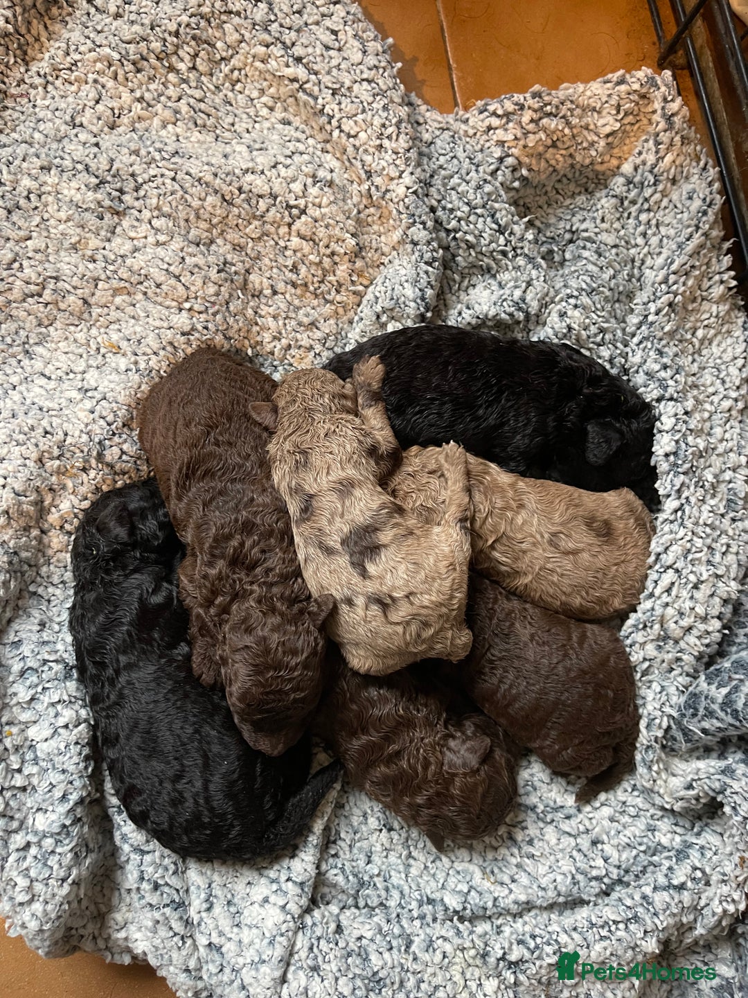 Miniature Poodle dogs for sale: 🐩Extensively Health Tested Miniature Poodles🐩 - Advert 13