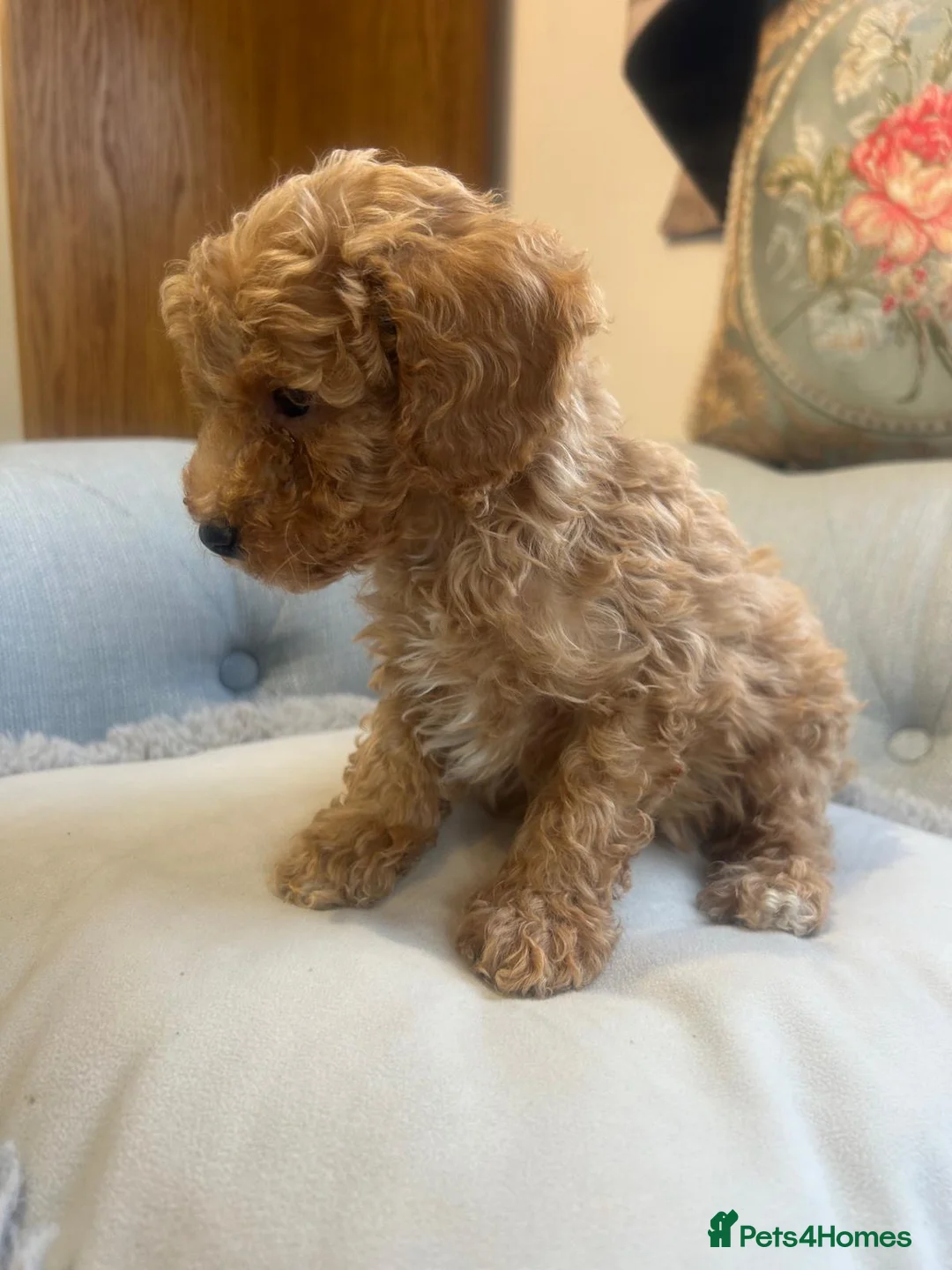 Cockapoo dogs for sale: Beautiful babies available  - Advert 13
