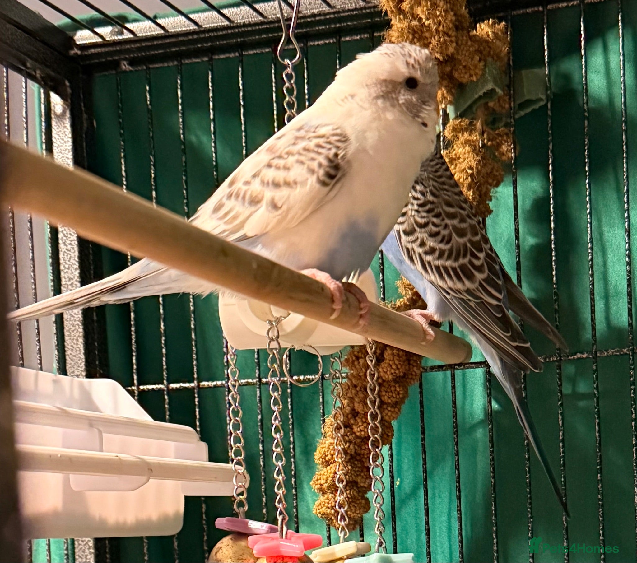 Budgerigars birds Beautiful 10 week old budgies available  - Advert 1