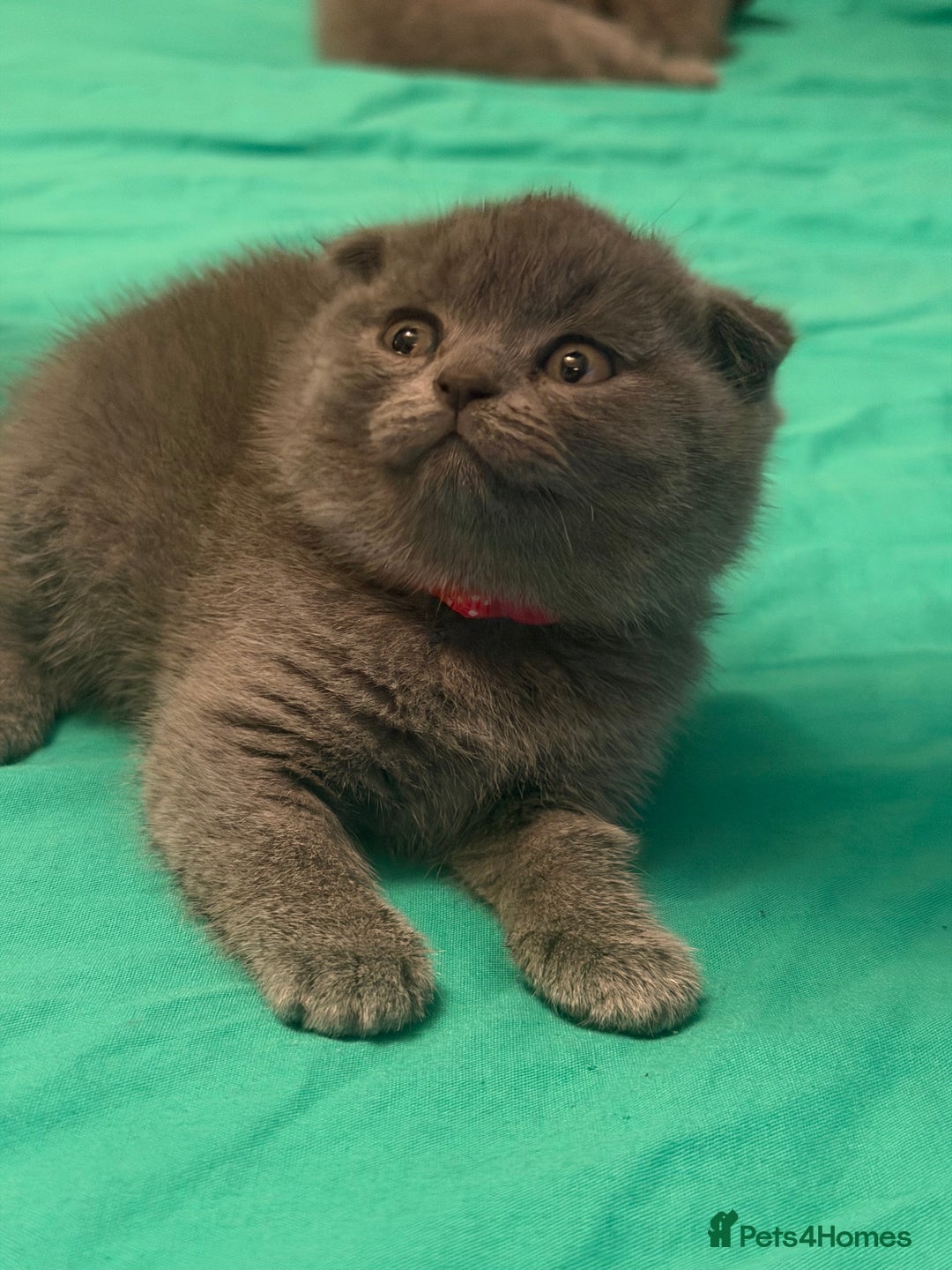 Scottish Fold cats for sale: Scottish fold kittens - Advert 10