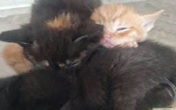 Mixed Breed cats for sale: Gorgeous Kittens. GINGER & All Black - Image 7