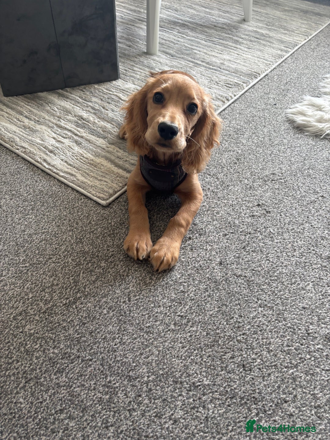 Cocker Spaniel dogs for sale: Cocker Spaniel  - Advert 1