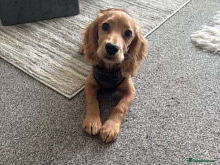 Cocker Spaniel dogs Cocker Spaniel - Advert 1