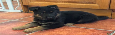German Shepherd male