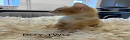 Maine Coon cats for sale: Kittens 7 weeks and ready to leave. 1/2 Maine coon in Eastbourne - Advert 14