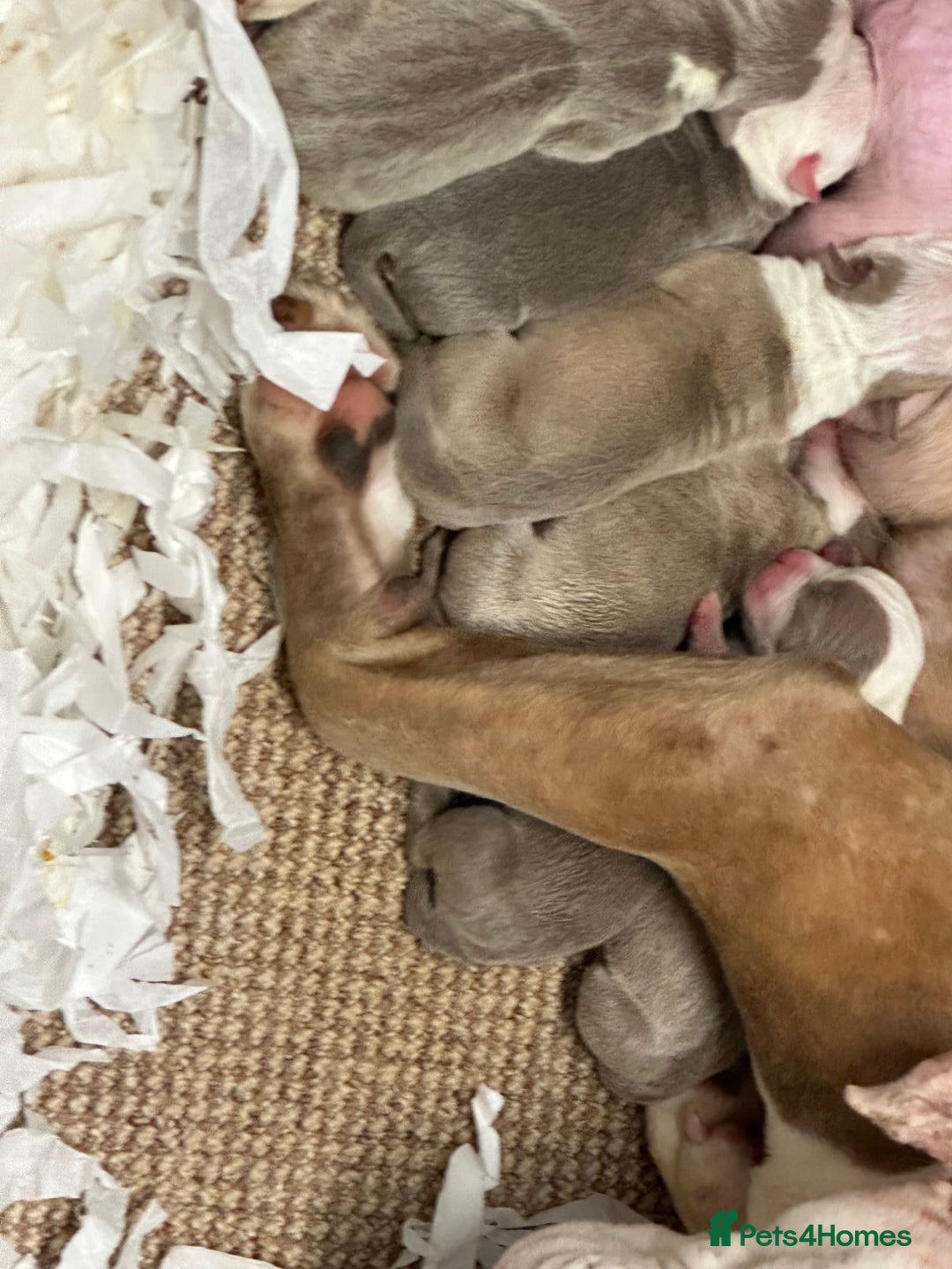 Old Tyme Bulldog dogs for sale: 5⭐️RATED, LICENSED. 23 YEARS EXPERIENCE  - Image 12
