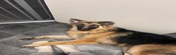German Longhaired Pointer dogs for sale: Long haired German shepherd  in Leeds - Advert 5