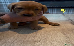 Labrador Retriever dogs for sale: Fox Red Labrador Puppies - Advert 12