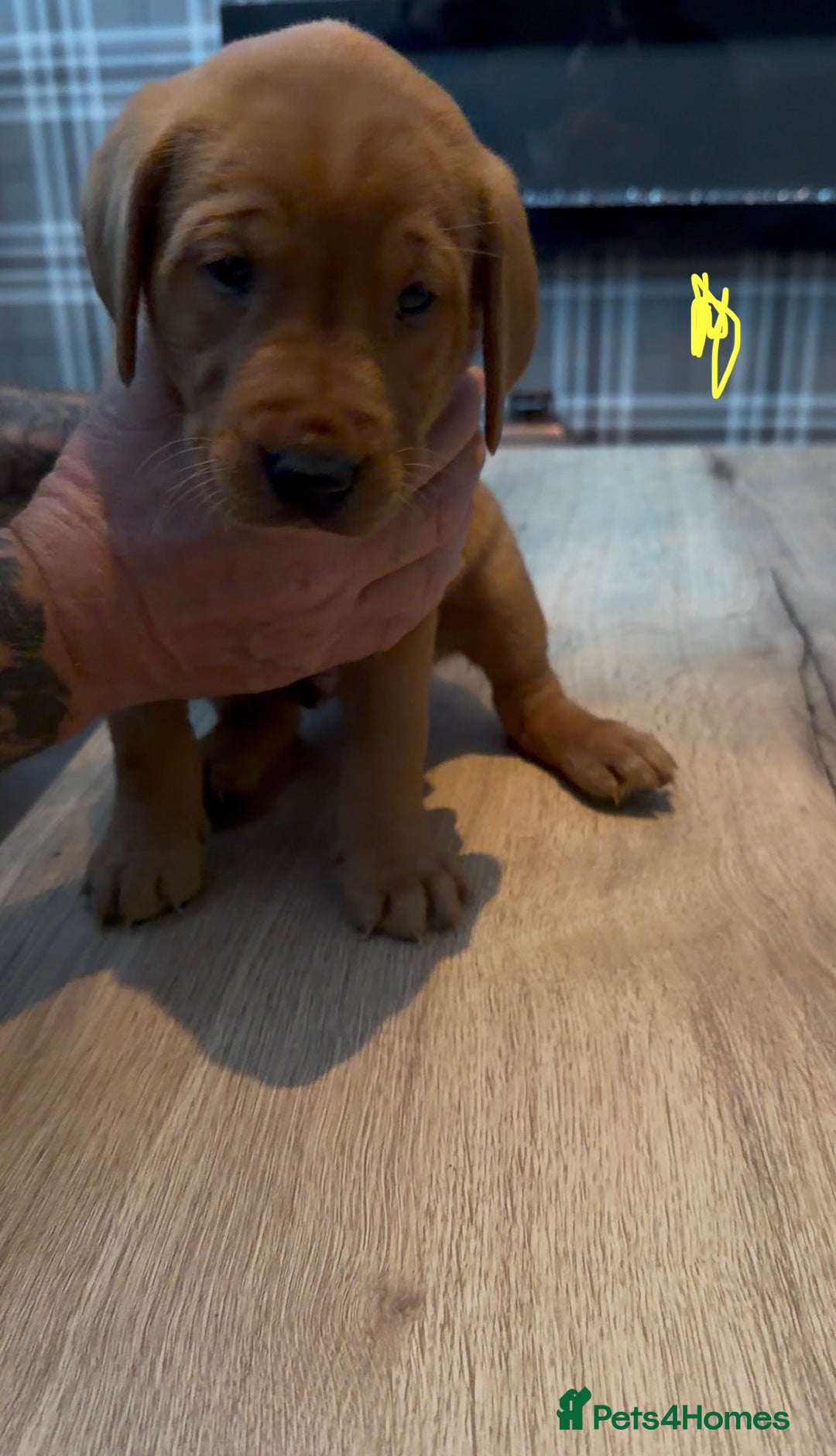 Labrador Retriever dogs for sale: Fox Red Labrador Puppies - Advert 12