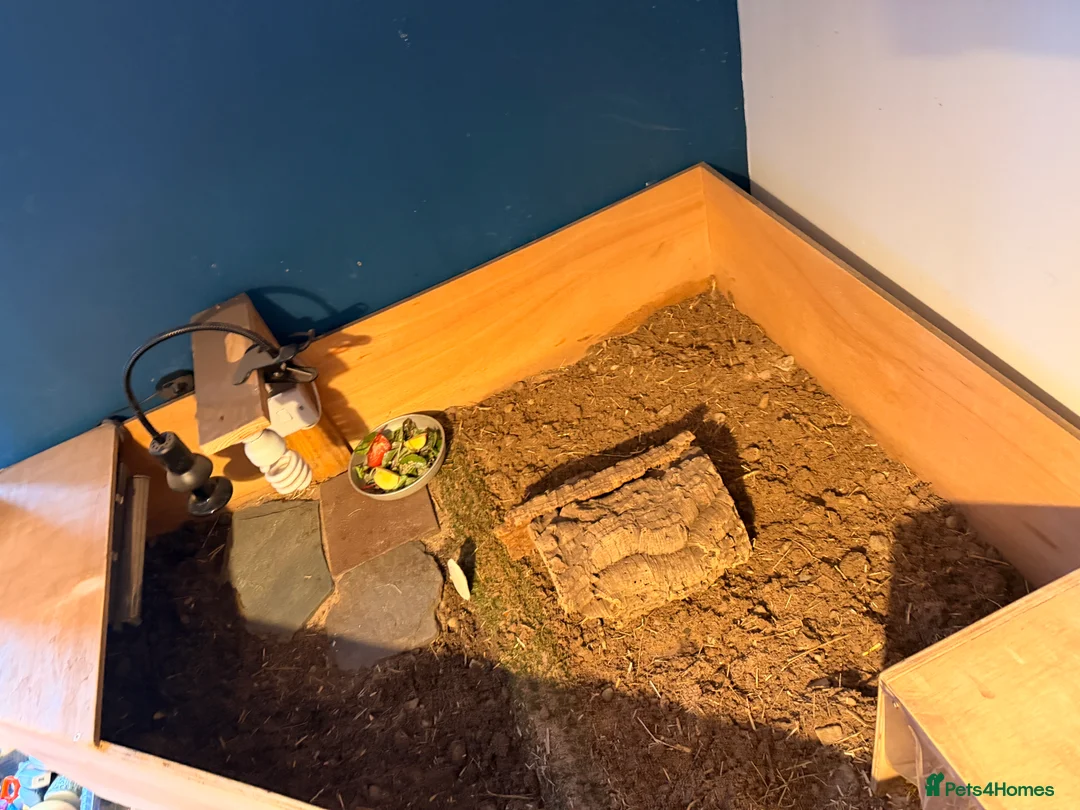 Tortoise reptiles for sale: male friendly tortoise - Advert 12