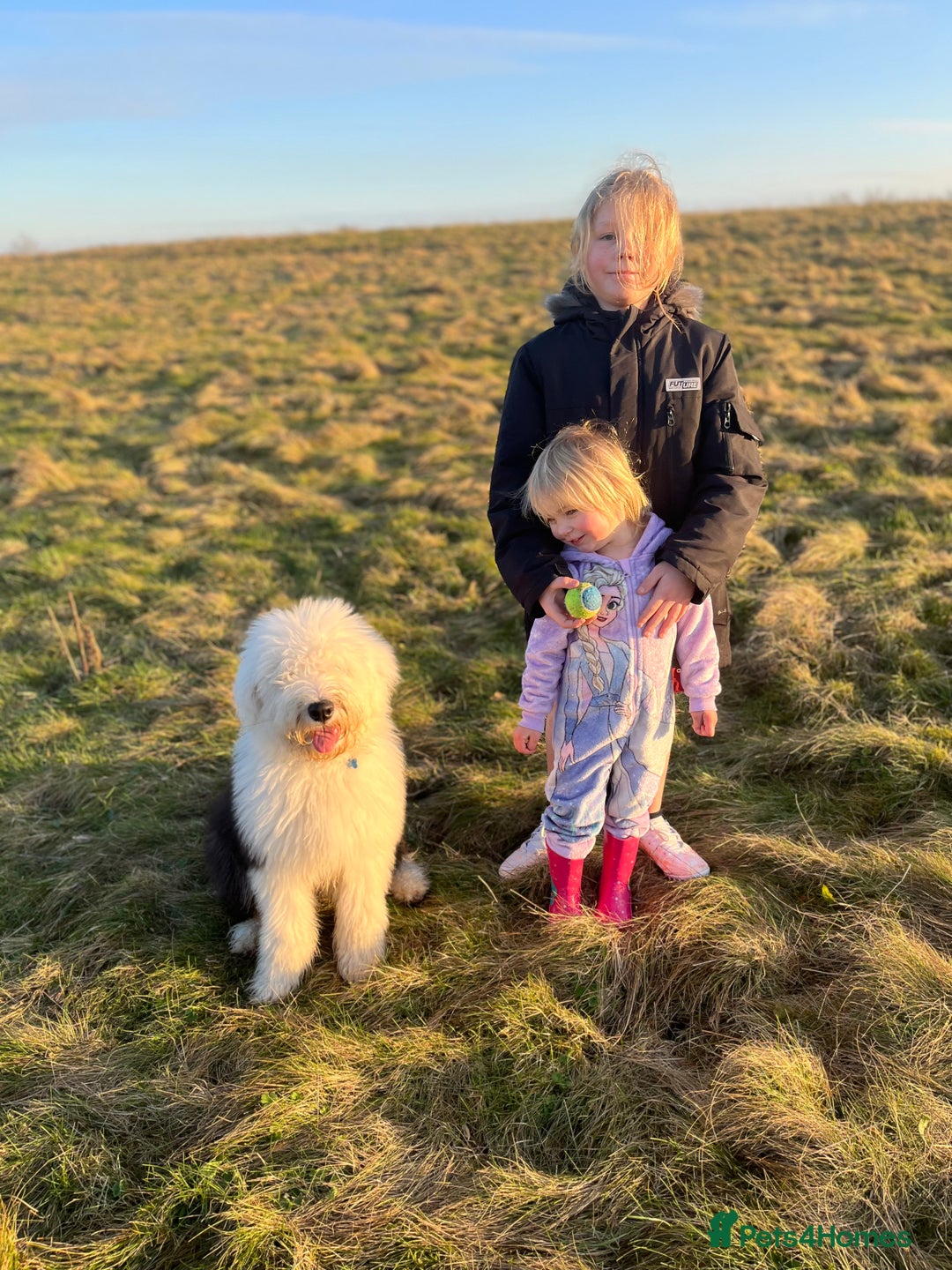 Old English Sheepdog dogs for stud: Proven KCRegistered Stunning OLD ENGLISH SHEEPDOG  in Mansfield - Image 8