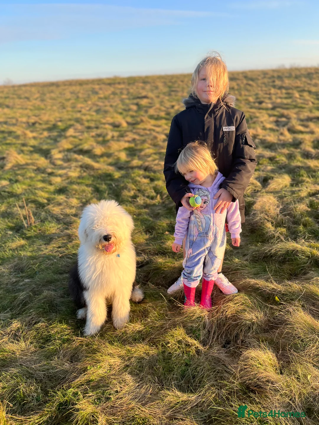 Old English Sheepdog dogs for stud: Proven KCRegistered Stunning OLD ENGLISH SHEEPDOG  in Mansfield - Advert 8