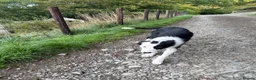 Border Collie dogs for sale: Border Collie Pup - Glen 🐾 - Advert 6
