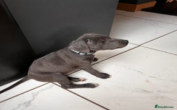 Staffordshire Bull Terrier dogs for sale: KC Reg Staffordshire Bull Terrier Puppy 5th Gen - Image 4