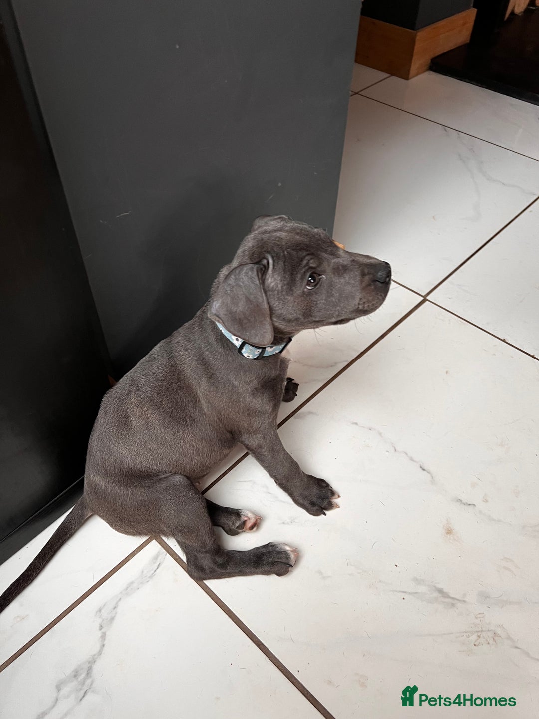 Staffordshire Bull Terrier dogs for sale: KC Reg Staffordshire Bull Terrier Puppy 5th Gen - Image 4