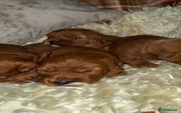 Cavapoo dogs for sale: ❤️ Deep Red Cavapoo Puppies ❤️ - Image 6