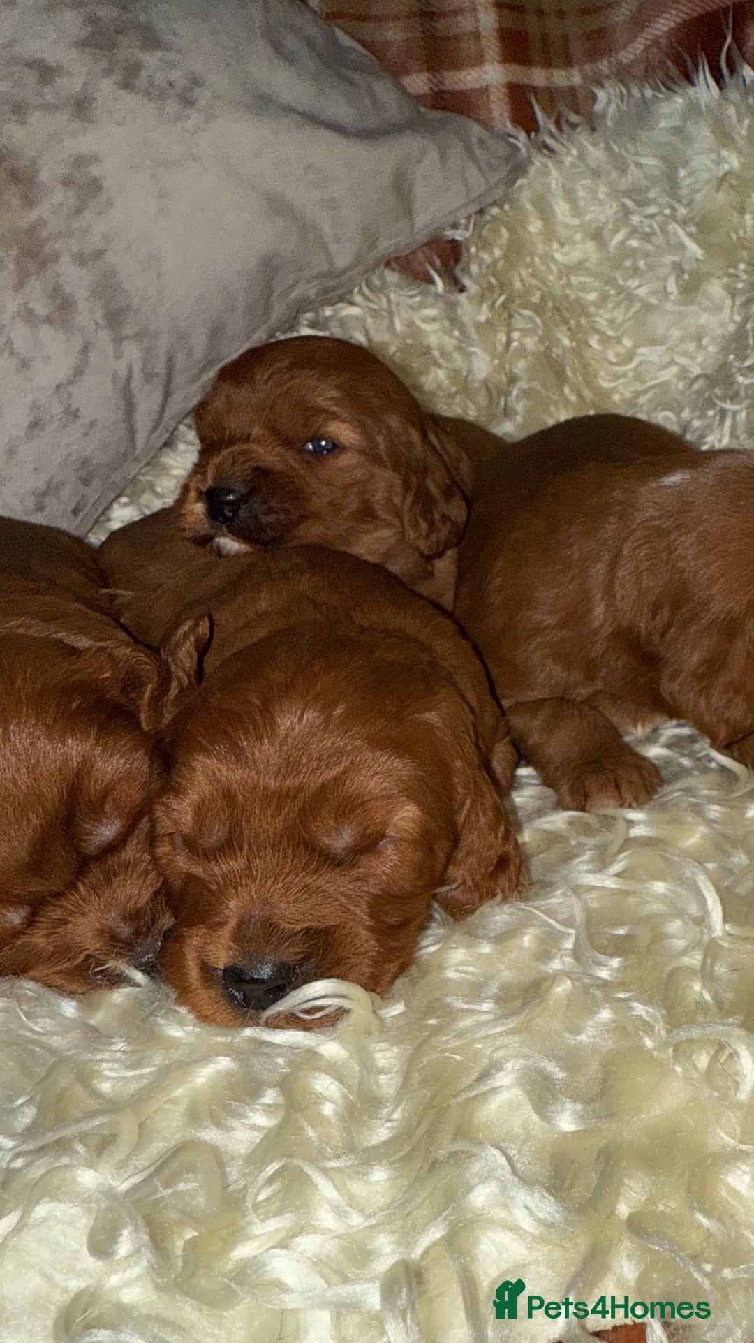 Cavapoo dogs for sale: ❤️ Deep Red Cavapoo Puppies ❤️ - Image 6