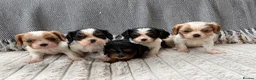 Cavalier King Charles Spaniel dogs for sale: 5 cavalier King Charles spaniel puppies available  - Advert 26