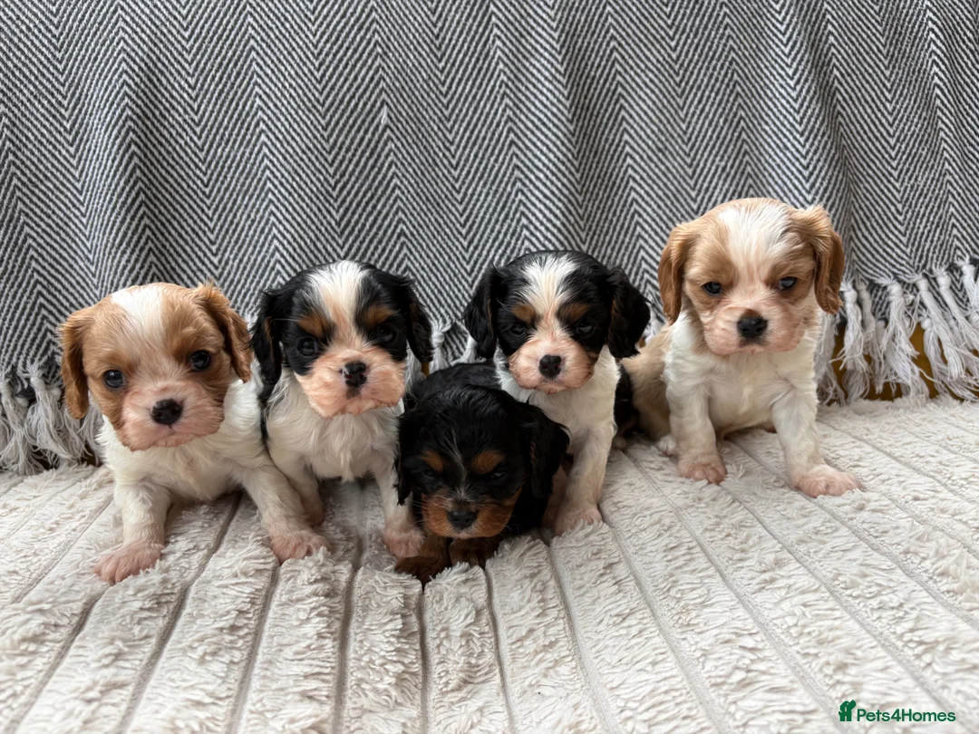 Cavalier King Charles Spaniel dogs for sale: 5 cavalier King Charles spaniel puppies available  - Advert 26