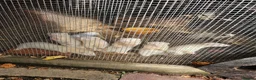 Ferret rodents for sale: Albino kit Ferrets for sale - Advert 2