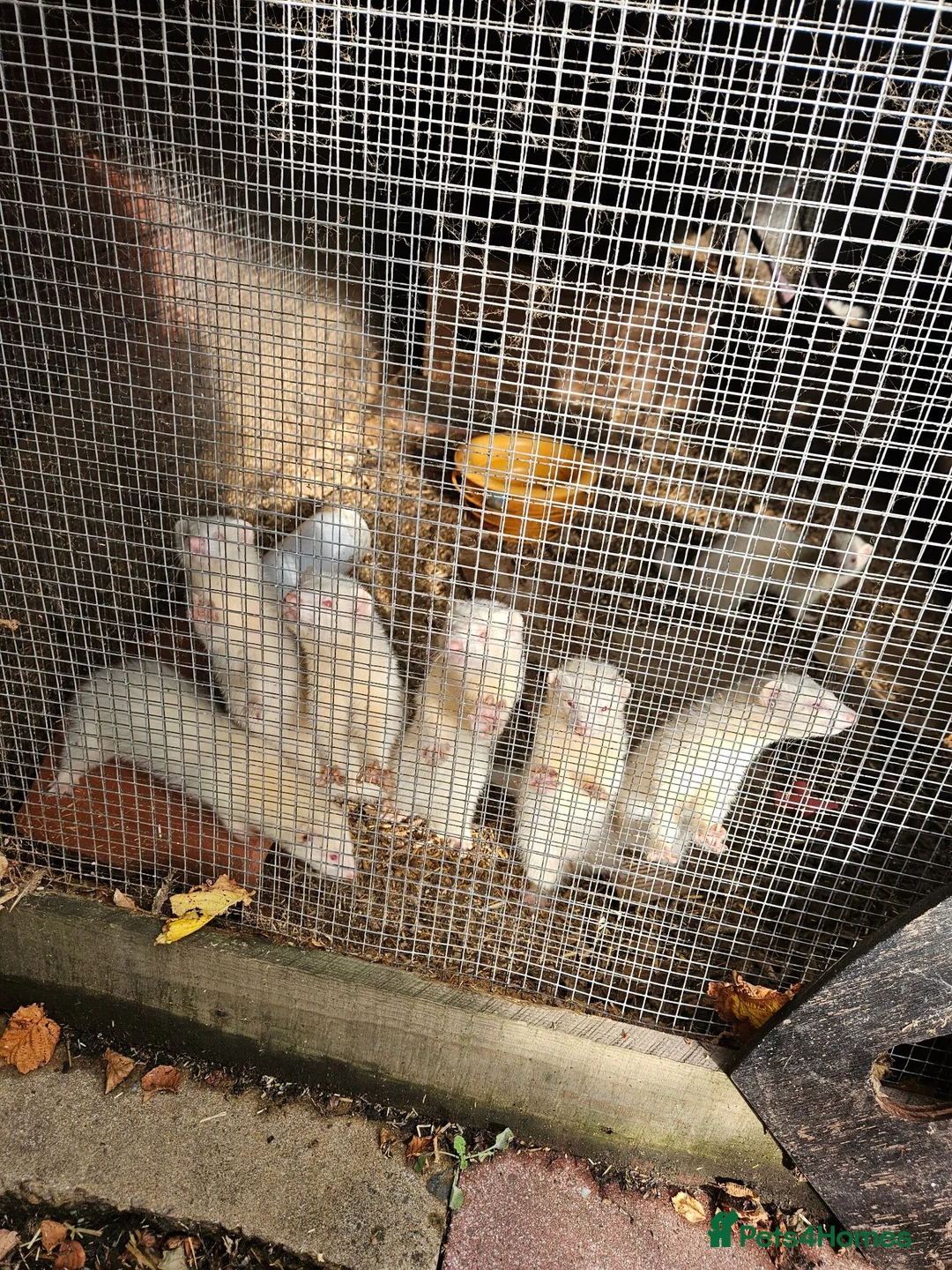 Ferret rodents for sale: Albino kit Ferrets for sale - Advert 2